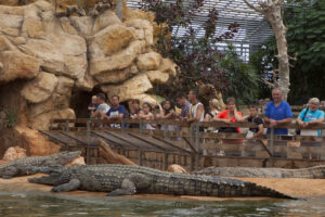 Des spectateurs qui observent un crocodile à la ferme aux crocodiles. 