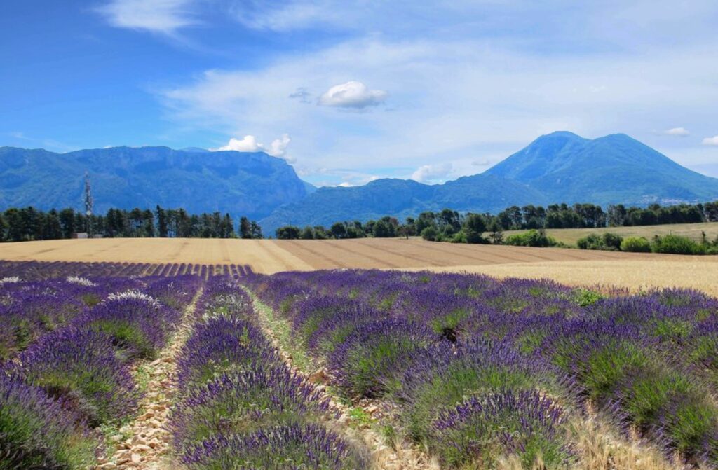Le plateau de Valensole : champs de lavande en fleur