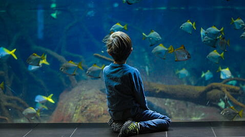 Enfant regardant un aquarium - Camping le Couriou